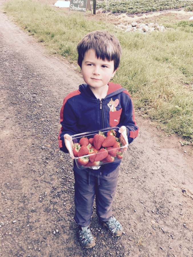 StrawberryPicker