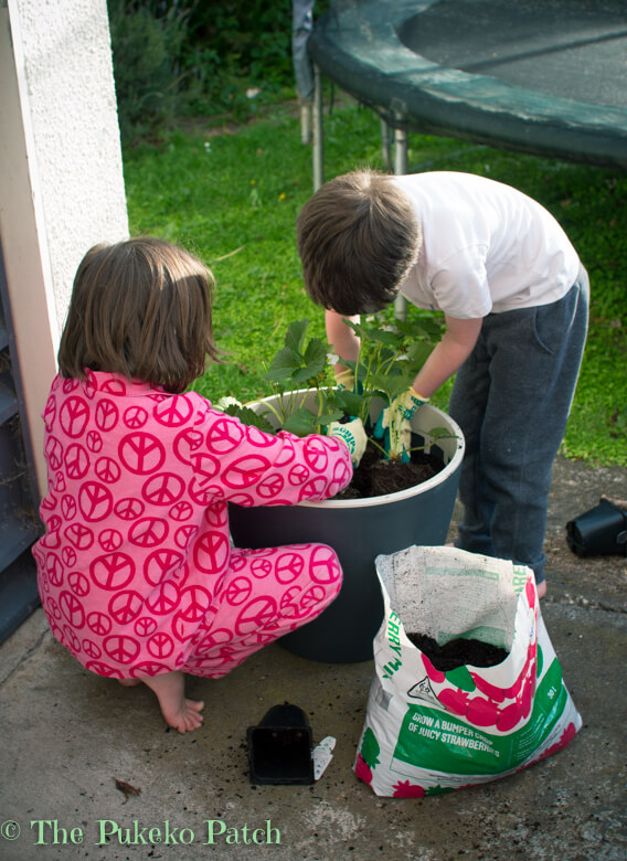 Strawberries before bed