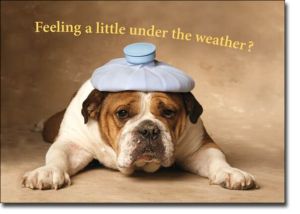 get-well-soon-funny-dog